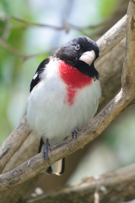 rose-breasted-grosbeak-62857.jpg