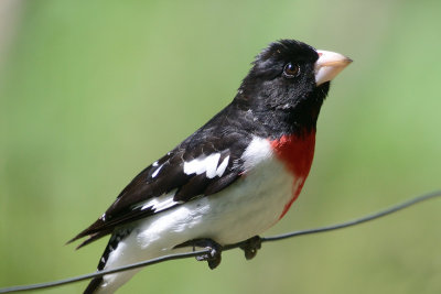 rose-breasted-grosbeak-62870.jpg