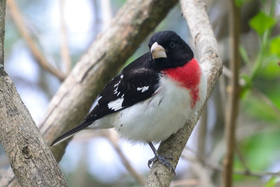 rose-breasted-grosbeak-62835.jpg