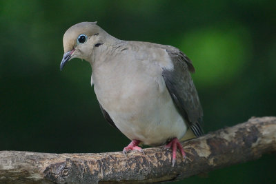 Mourning-dove-64117.jpg