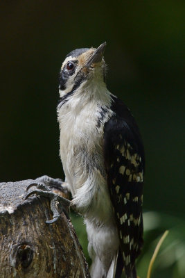 hairy-woodpecker-64039.jpg