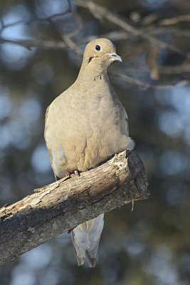 dove-60177.jpg