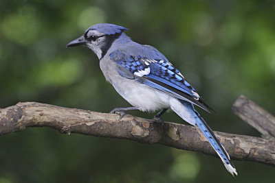 Blue-Jay-63892.jpg