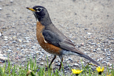 american-robin-2897.jpg
