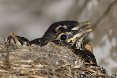 american-robin-babies-63033.jpg