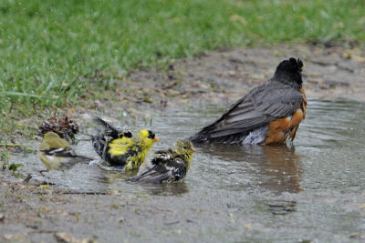 american-robin-and-goldfinches-bathing-5601.jpg