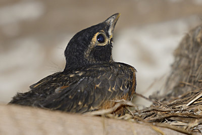 american-robin-baby-63154.jpg