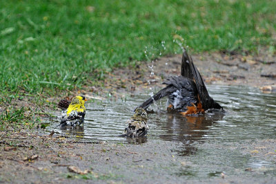 american-robin-bathing-5600.jpg