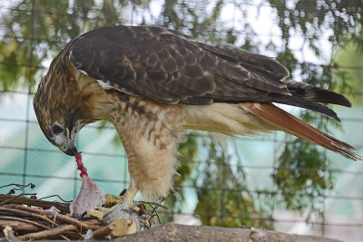red-tailed-hawk-(captive)-64809.jpg