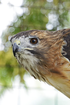 red-tailed-hawk-(captive)-64807.jpg