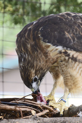 red-tailed-hawk-(captive)-64816.jpg