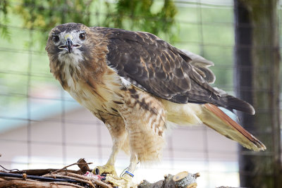 red-tailed-hawk-(captive)-64814.jpg