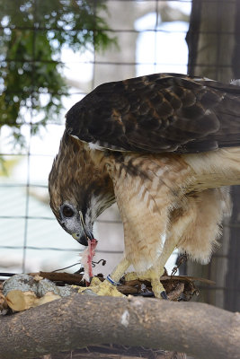 red-tailed-hawk-(captive)-64819.jpg