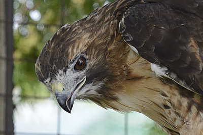 red-tailed-hawk-(captive)-64798.jpg