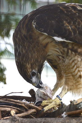 red-tailed-hawk-(captive)-64793.jpg