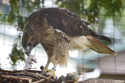 red-tailed-hawk-(captive)-64792.jpg