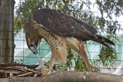 red-tailed-hawk-(captive)-64803.jpg