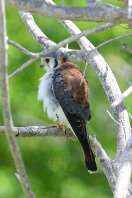 american-kestrel-11386.jpg