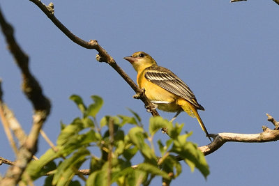 oriole young female 64239.jpg
