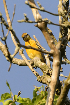 oriole young female 64237.jpg
