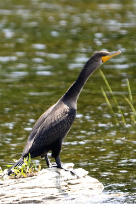 cormorant-10860.jpg