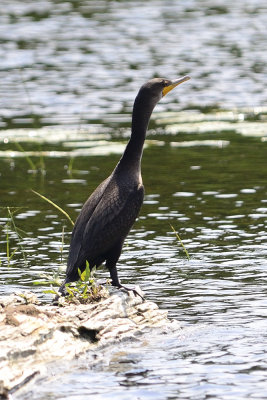 cormorant-10857.jpg