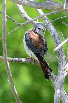 american-kestrel-11405.jpg