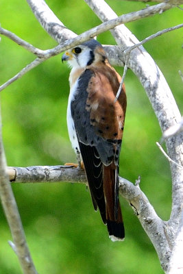 american-kestrel-11388.jpg