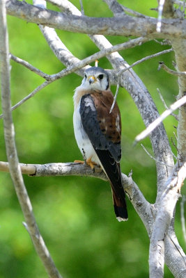 american-kestrel-11402.jpg