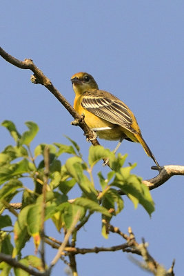 oriole young female 64244.jpg