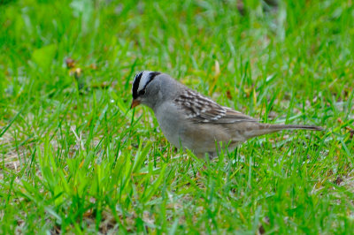 white-crowned-sparrow-0232.jpg