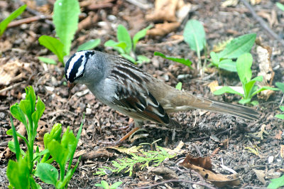 White-crowned Sparrow