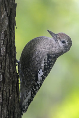 Yellow-bellied-Sapsucker-6186.jpg