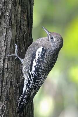 Yellow-bellied-Sapsucker-6193.jpg