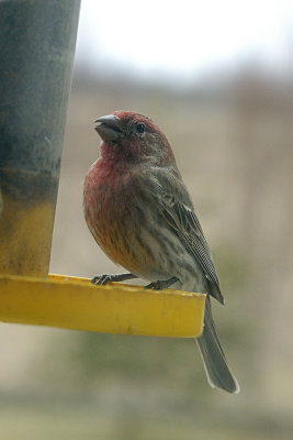 House Finch