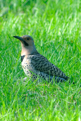northern-flicker-0090.jpg