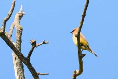 Cedar Waxwing