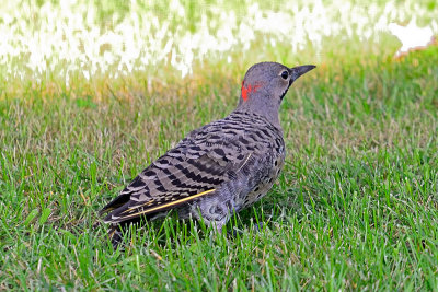 Northern-flicker-64598.jpg