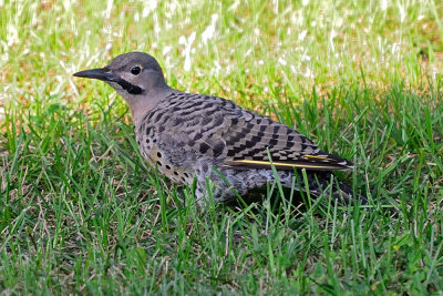 Northern-flicker-64608.jpg