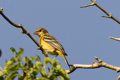 oriole young female 64240.jpg