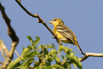 oriole young female 64247.jpg