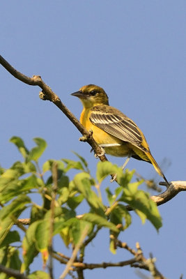 oriole young female 64245.jpg