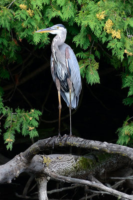 Blue-Heron-65065.jpg