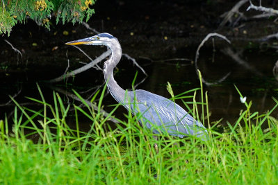 Blue-Heron-65053.jpg