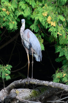 Blue-Heron-65062.jpg