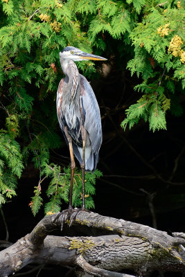 Blue-Heron-65075.jpg