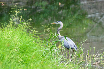 Blue-Heron-65047.jpg