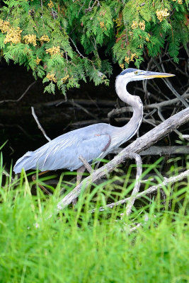Blue-Heron-65057.jpg