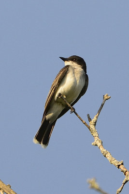 eastern-kingbird-64249.jpg
