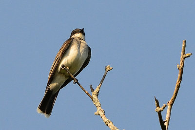 eastern-kingbird-64248.jpg